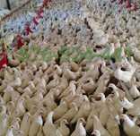 Kury Rosa Leghorn Dominant Lohman Greenshel