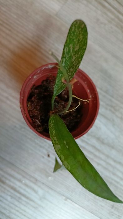 Hoya , Minibelle' splash rosnąca