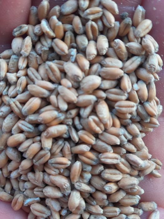 Pszenica ozima zbiór 2025