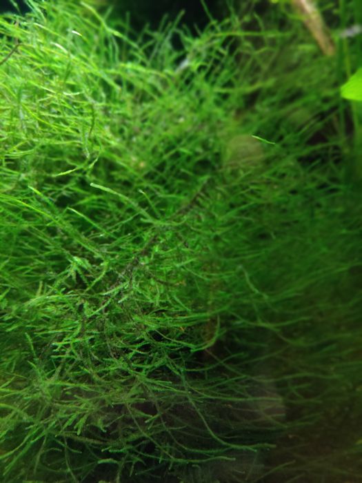 Mech jawajski (Vesicularia dubyana)