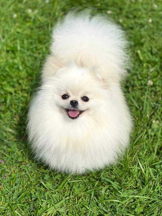 Suczka , zadbana, wesoła, info instagram