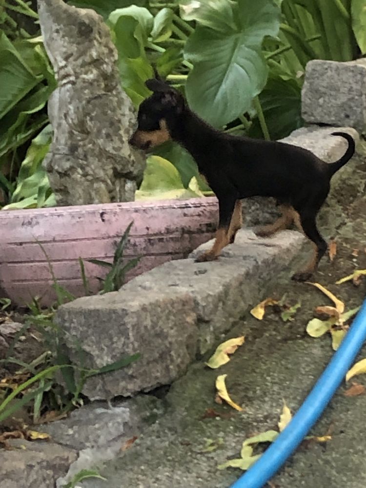 Pinscher macho miniatura