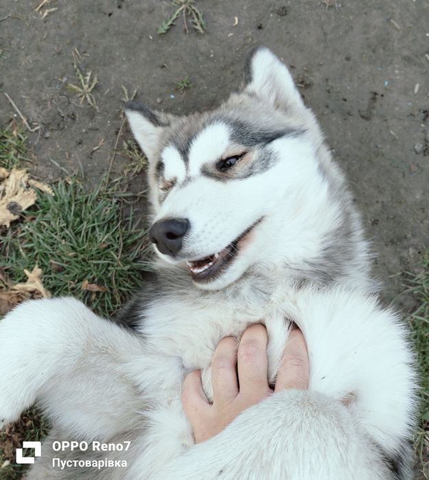 Цуценя породи Хаскі шукає дбайливу родину