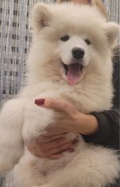 AVI śliczna suczka samoyed ZKWP/FCI