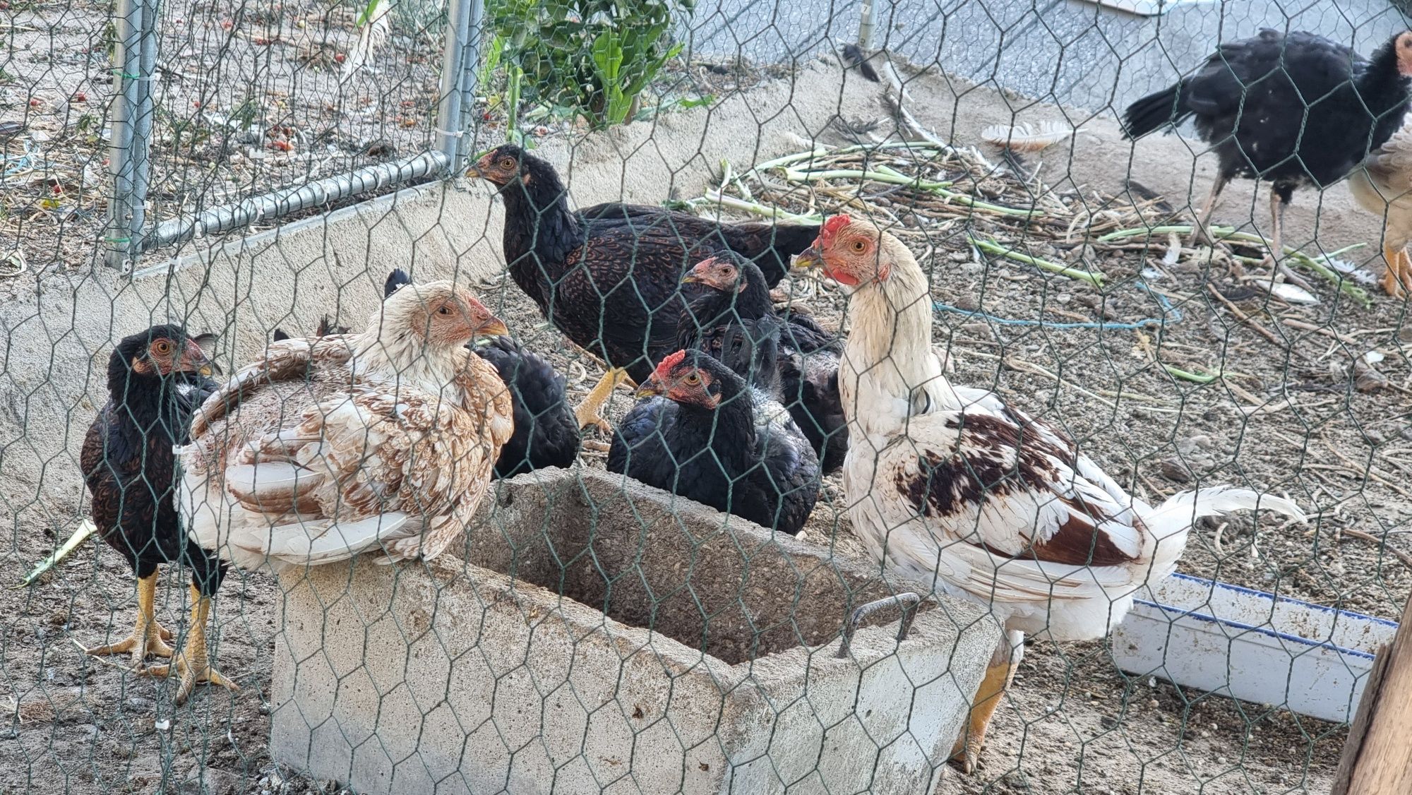 Casal legorhn adulto e fêmeas, frangos cornish, garnizés e branca port