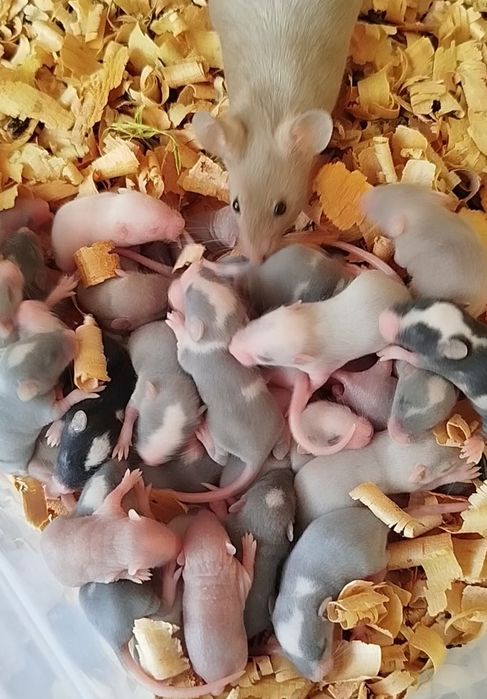 Кормовые мыши. Мыши на корм. Заморозка. Крысы