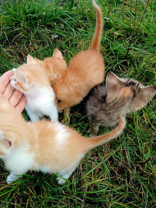 Котята віддам котяток