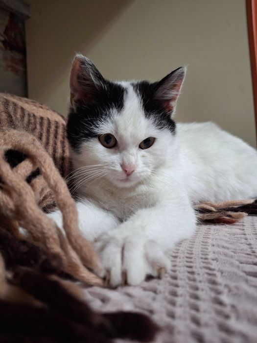 Кошечка, котенок, котик, котята Первомайськ