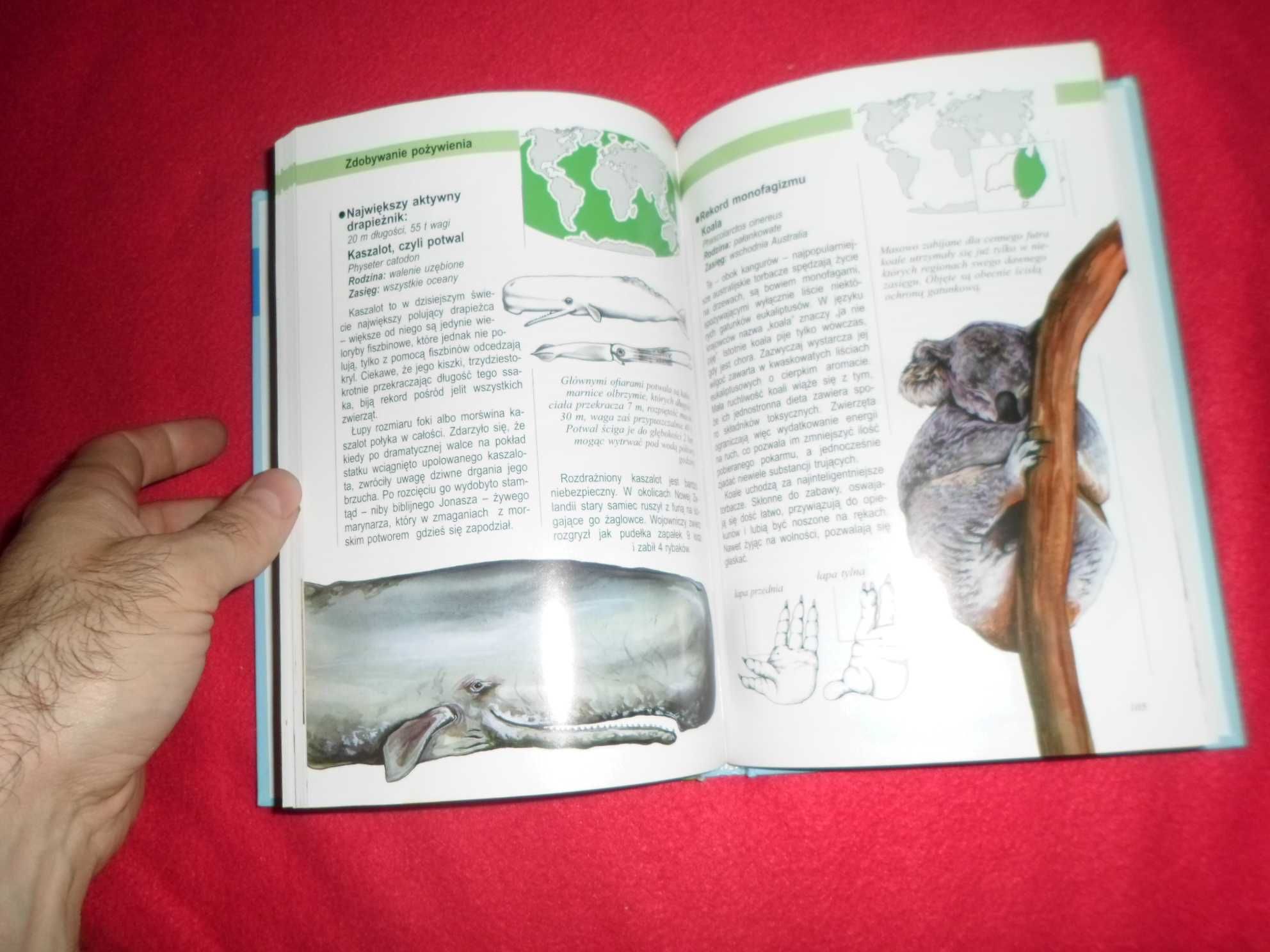 Ilustrowana encyklopedia ssaków [ tekst  Andrzej Trepka , Ilustracja K