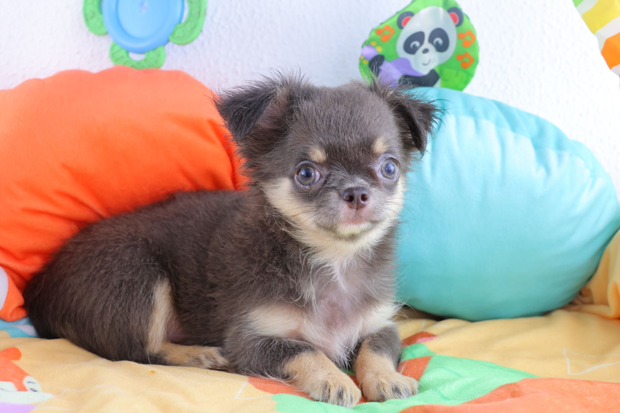 chihuahua macho pelo comprido