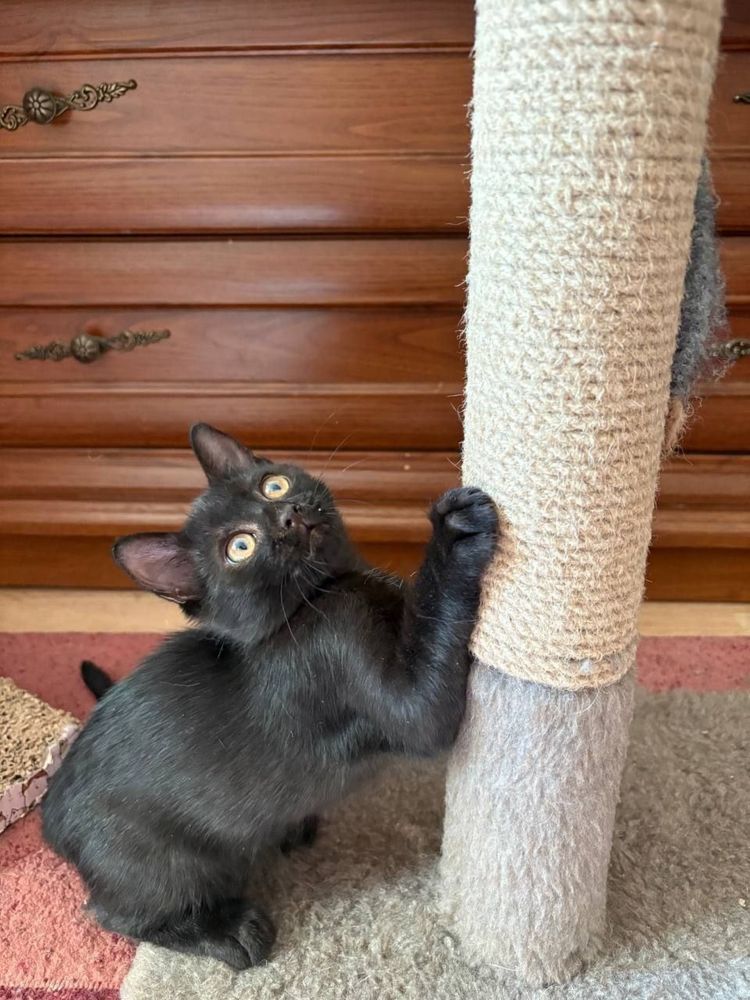 Кошка ищет дом!!