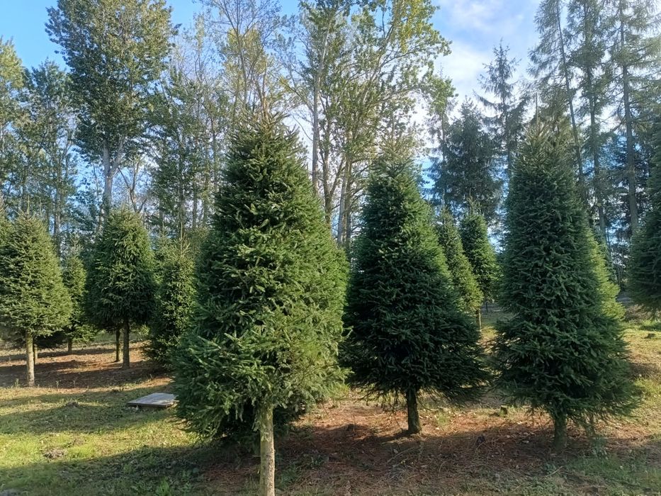 Choinki plantacja Duże wysokosci