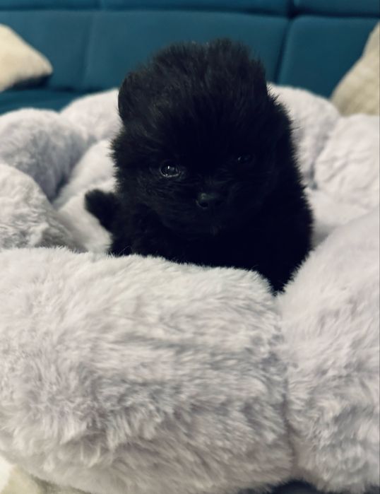 **Stich** Szpic miniaturowy, Pomeranian malutki piesek