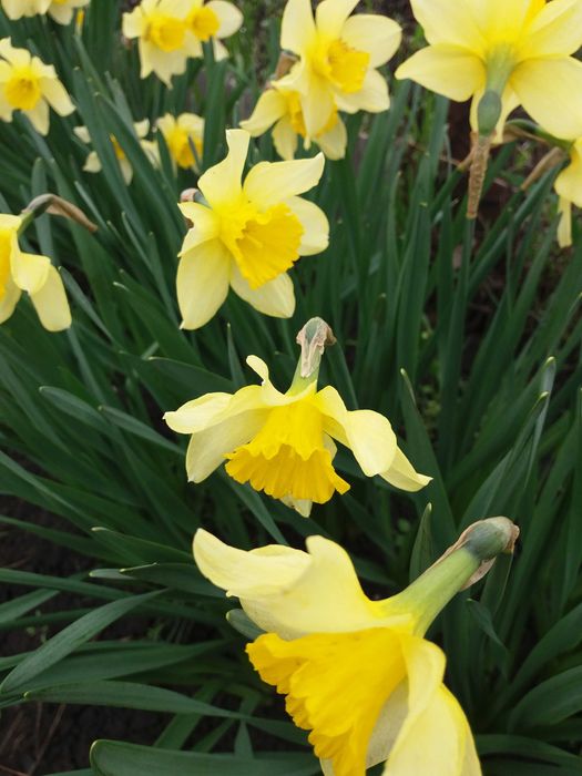 Луковицы нарциссов Minnow.