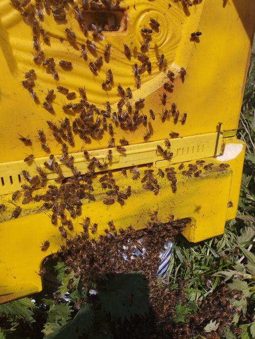 Miód prosto z Ula jesienny wrzos i nawloć