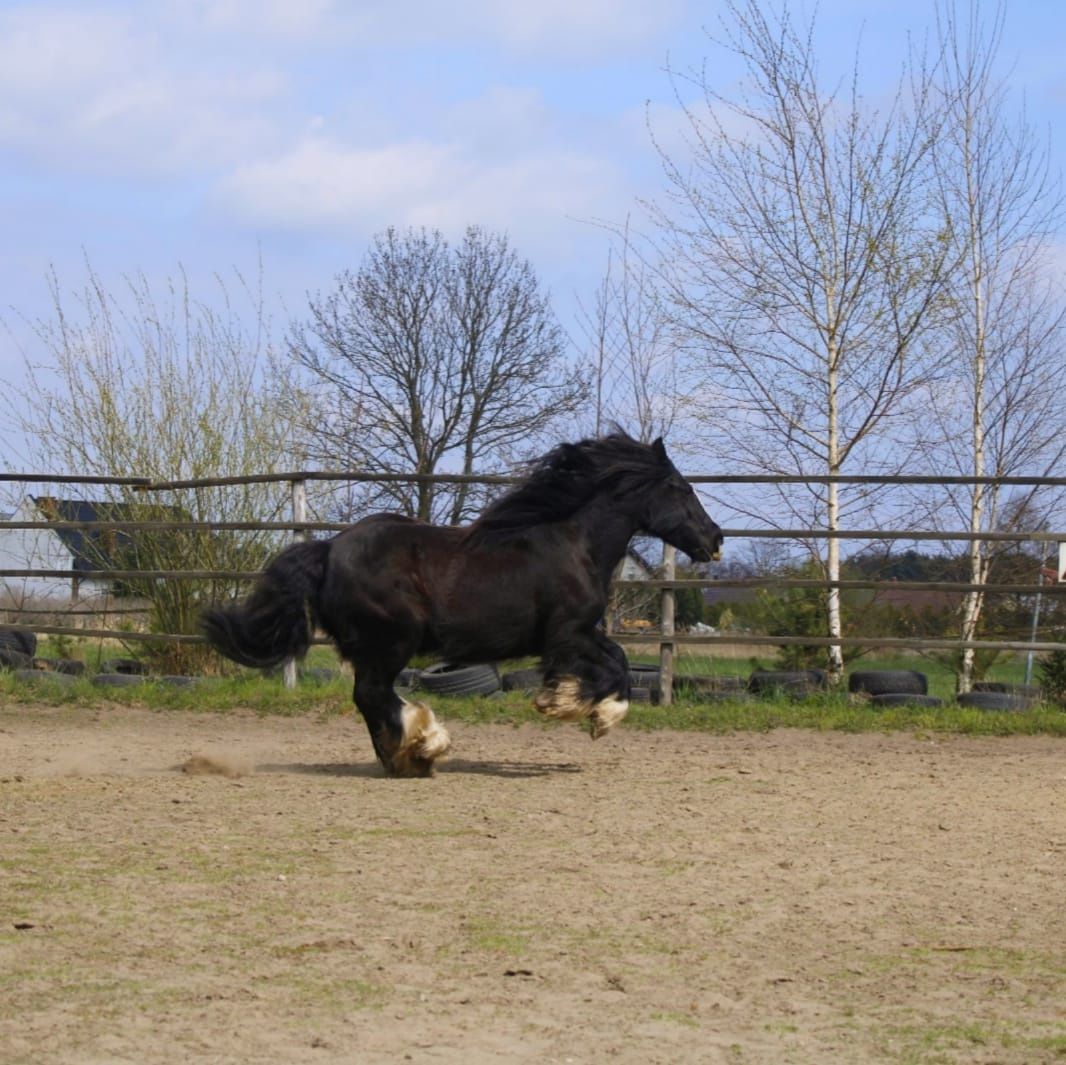 Tinker ogierek  cob