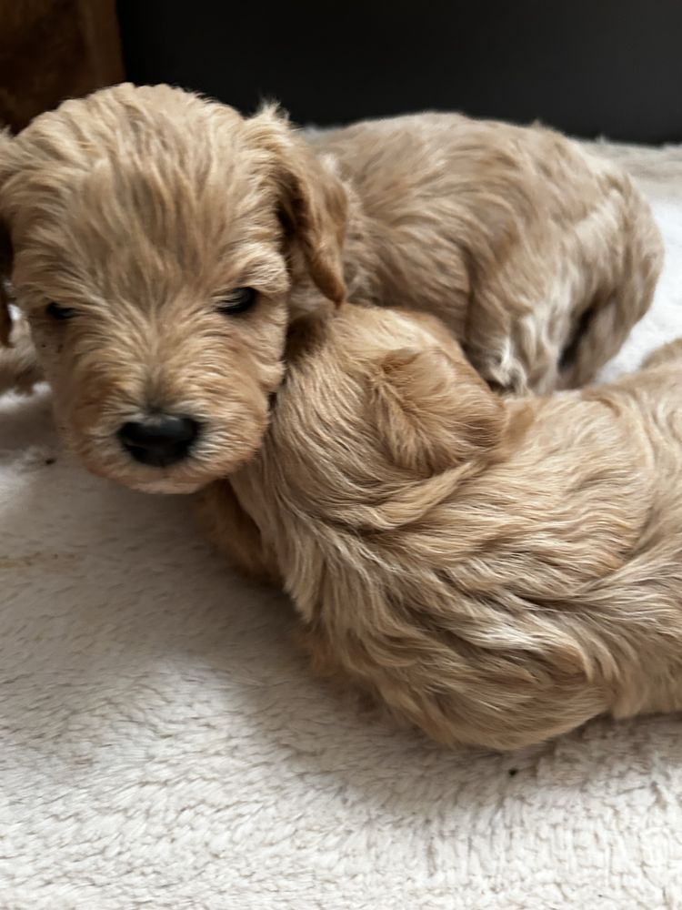 Maltipoo uroczy piesek do rezerwacji