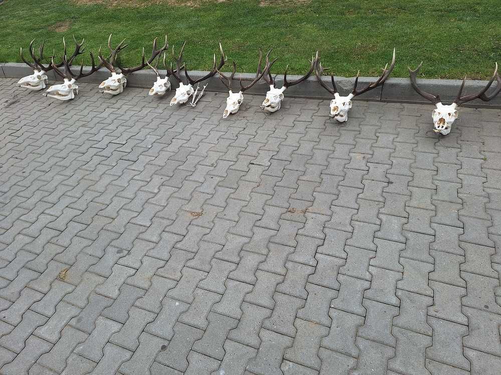 poroże jelenia, wieniec