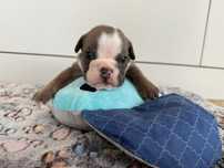 Buldog angielski sunia