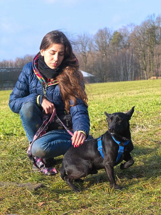 Koko – mały wielki bohater, który szuka swojego człowieka!