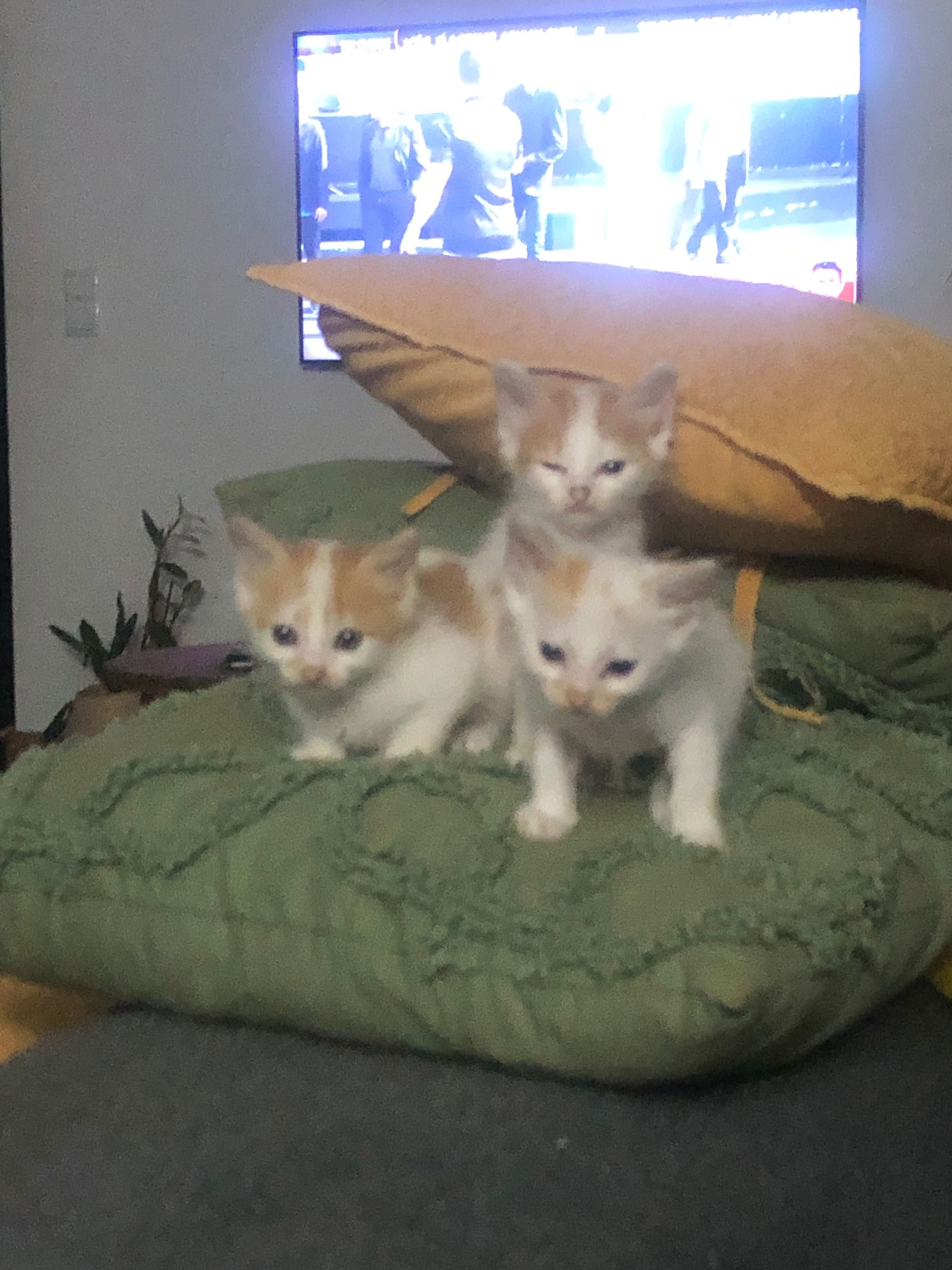 Gatos para adoção