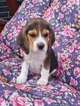 Sunia beagle z rodowodem.