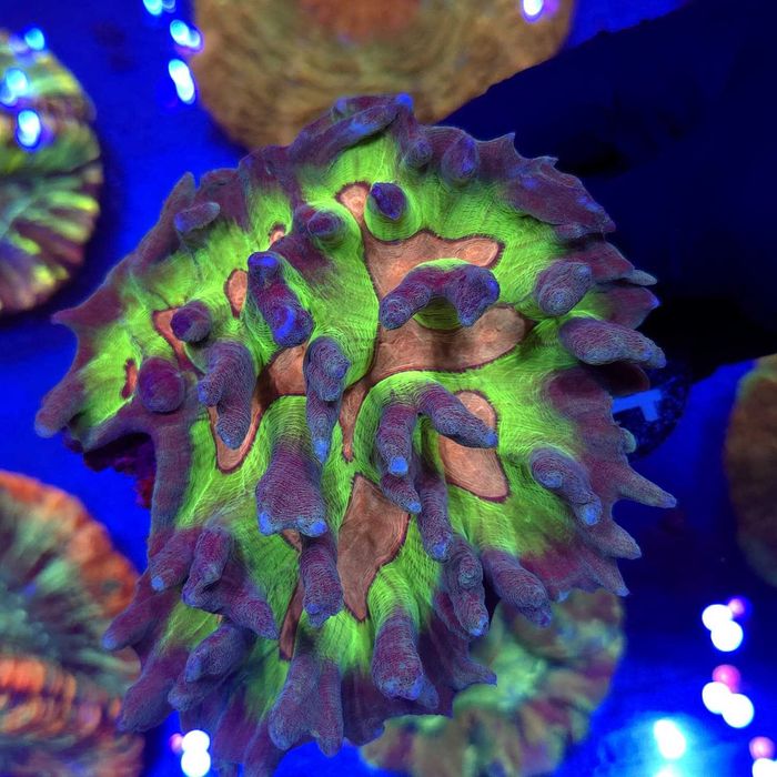 Pectinia Rainbow WYSIWYG #1