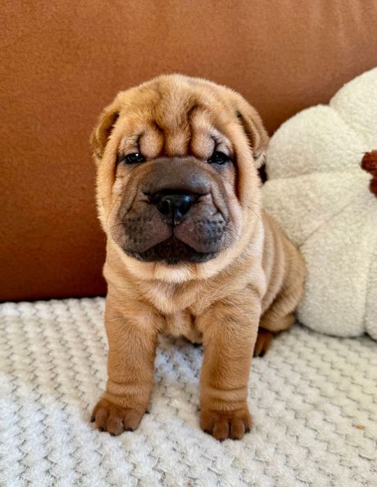 Shar pei szczenię z rodowodem ZKWP FCI