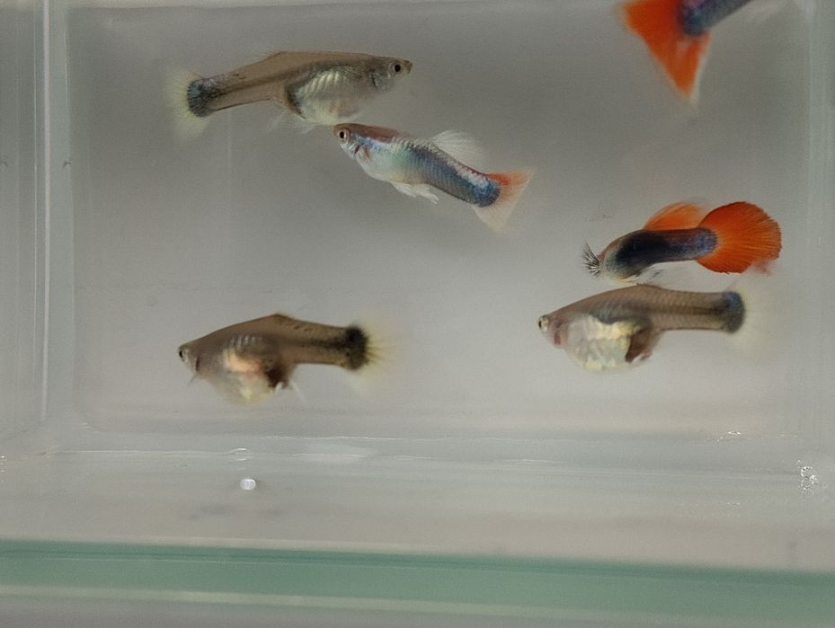 Gupik tuxedo kolorowe gupiki