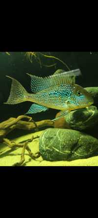 Ziemiojad Geophagus mirabilis