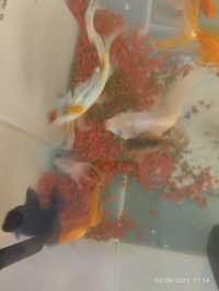 Goldfish  com 15 cm