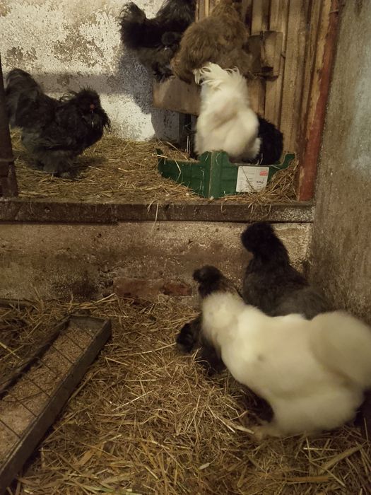 Sprzedam koguty silki