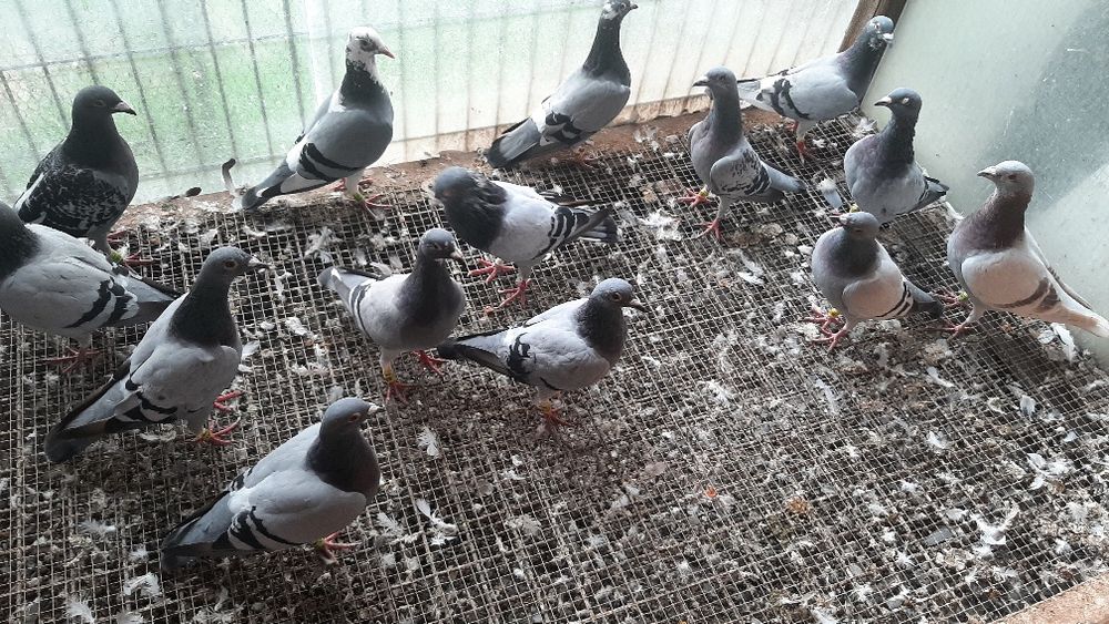 Gołębie pocztowe sprzedam
