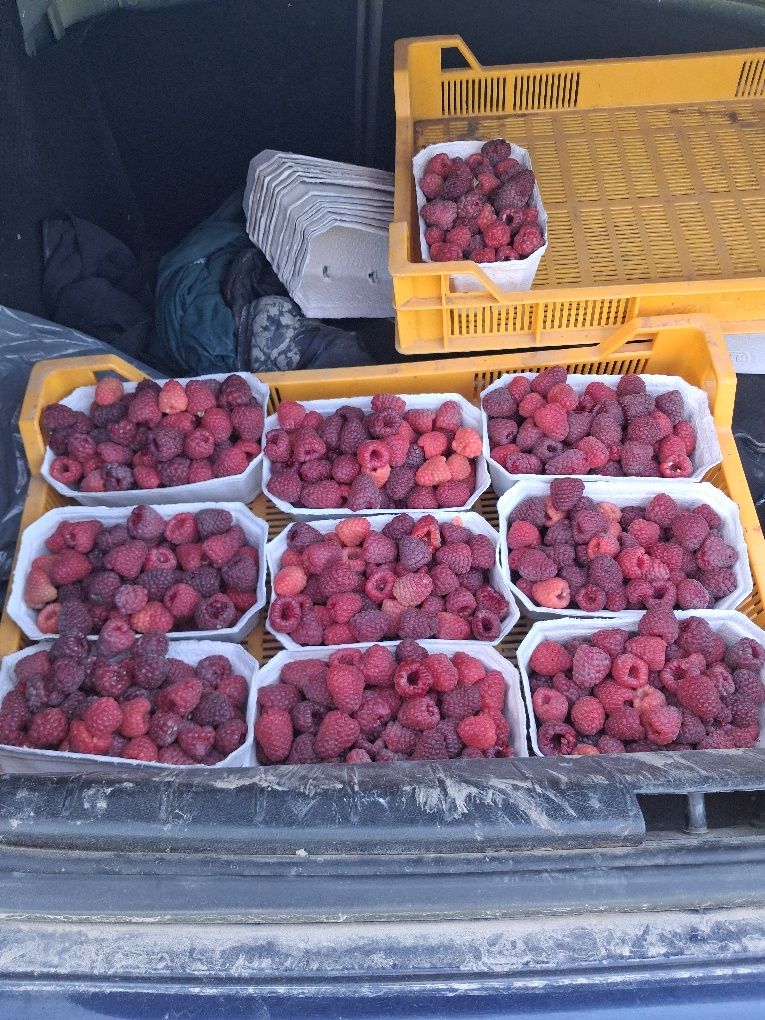 Świeże Maliny Ekologiczne – 0,5 kg / 13 zł – Soczyste i Pyszne!