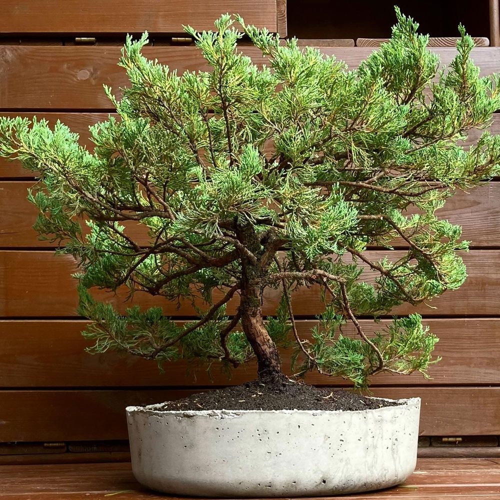 Dekoracyjne ogrodowe bonsai jałowiec w recznie wyk. donicy z betonu