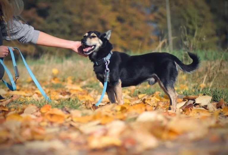 Iwo piękny piesio bez domku