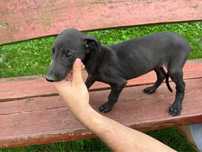 Psy w typie chart greyhound