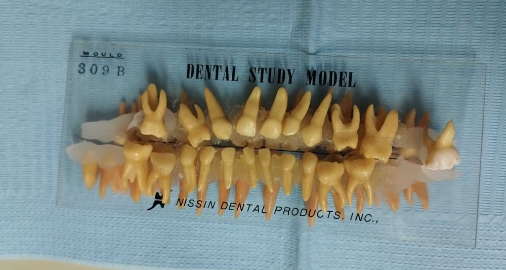 Dentes de estudo anatomico Nissin- Odontologia