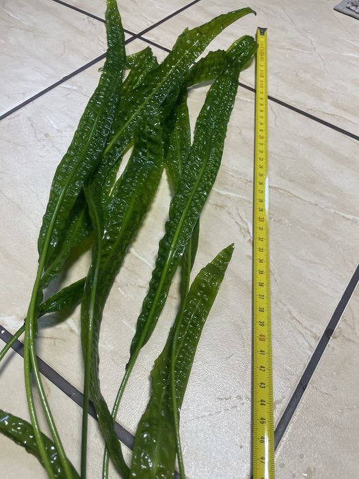 Roslina akwariowa cryptocoryne 80 cm