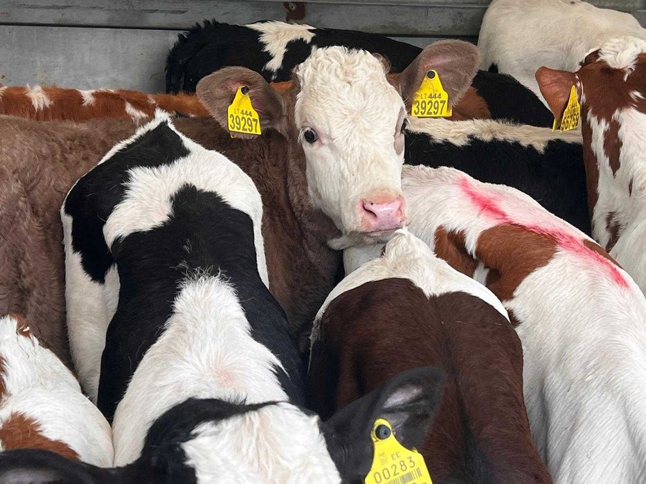 sprzedam cielaki biała strefa