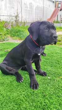 Cane Corso fêmea