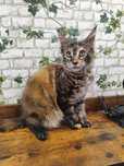 Maine Coon kotka