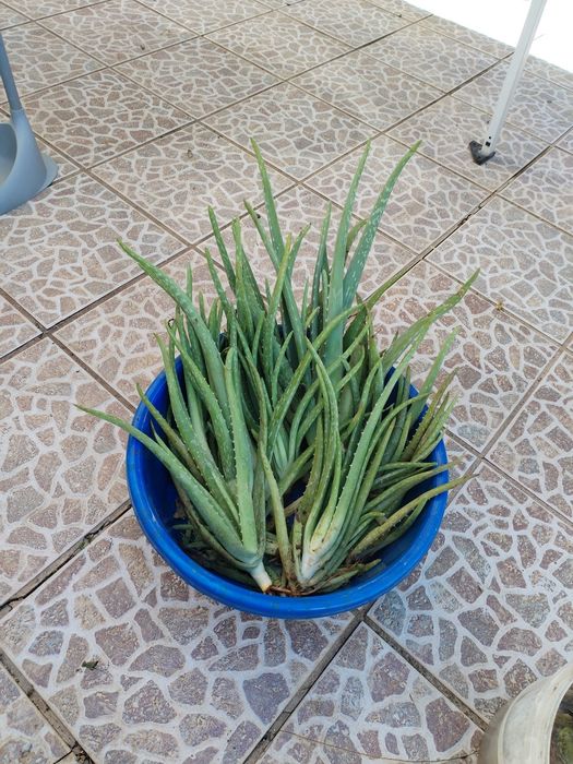 Aloé vera biológico