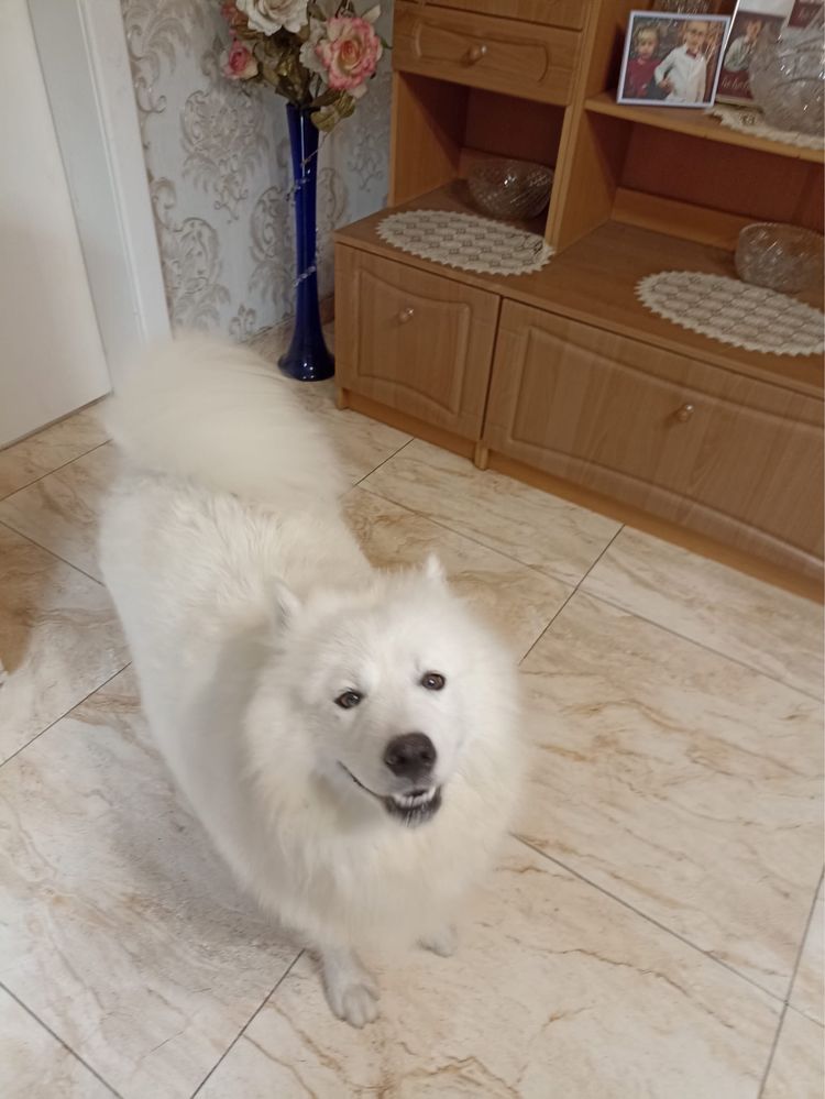 Samoyed szczeniak