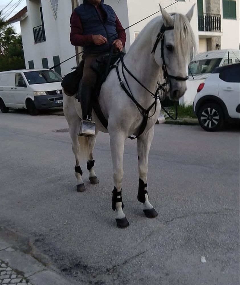 Cavalo cruzado letra A