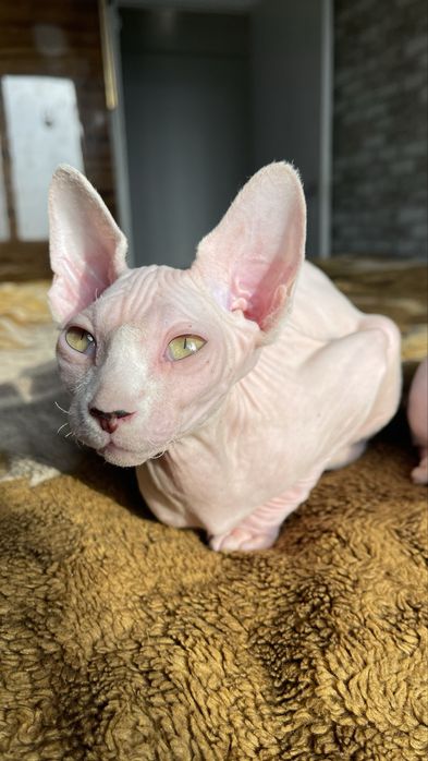 Сфінкс, хлопчик 4 міс., красень