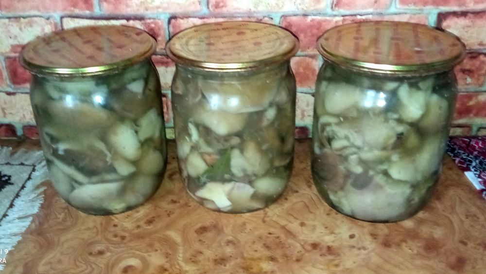 Грибы маслята рядовка зеленуха