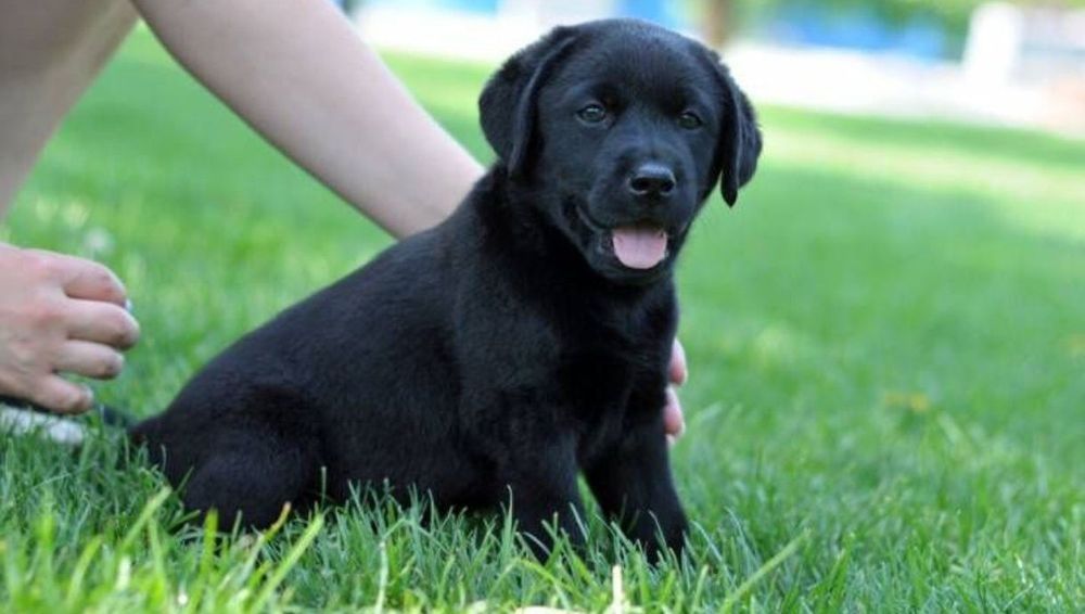 Чистокровні лабрадори чекають відповідальних власників.