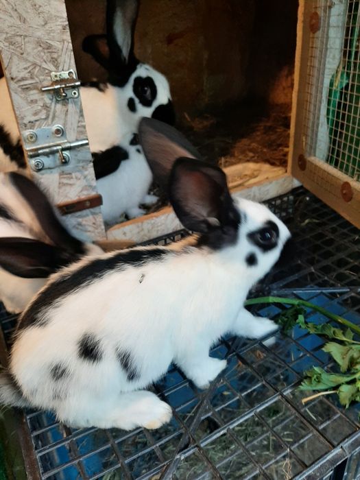 Srokacz Niemiecki Czarny