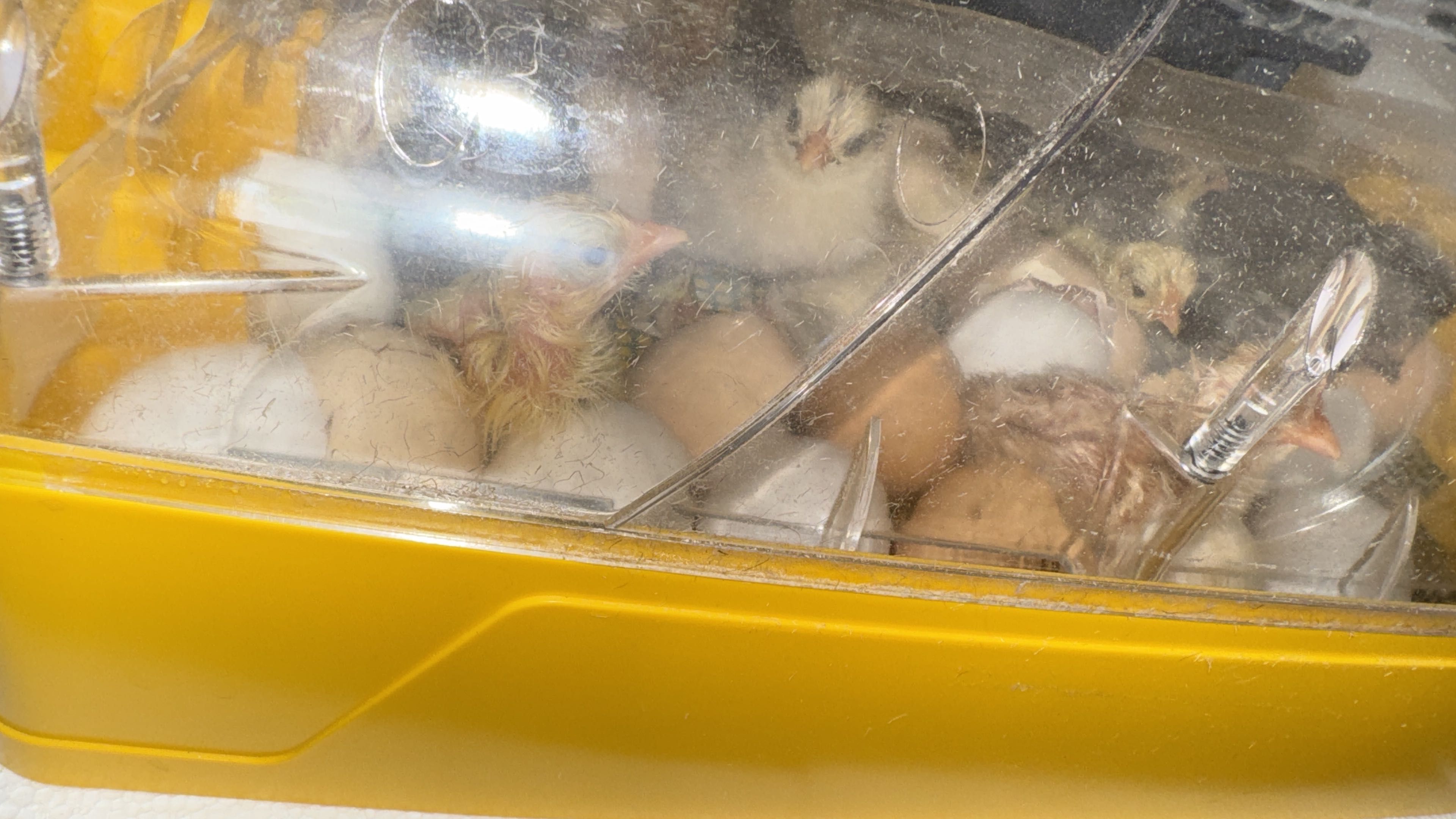 indio gigante brasileiro ovos galados e pitos